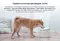 Умная автопоилка для животных Mijia Smart Pet Water Dispenser (XWWF01MG)
